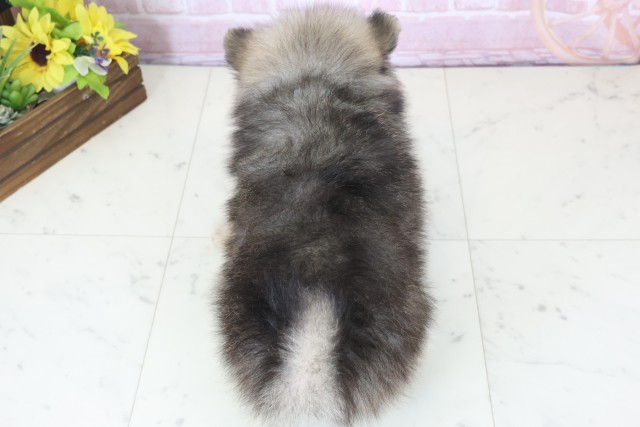 熊本県のポメラニアン (Coo&RIKU宇土シティモール店/2025年12月12日生まれ/男の子/ウルフセーブル)の子犬の4枚目の画像