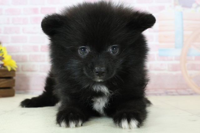 新潟県のポメラニアン (Coo&RIKU新潟西店/2025年12月12日生まれ/女の子/ブラックホワイト)の子犬の1枚目の画像