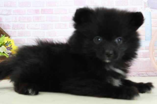 新潟県のポメラニアン (Coo&RIKU新潟西店/2025年12月12日生まれ/女の子/ブラックホワイト)の子犬の2枚目の画像