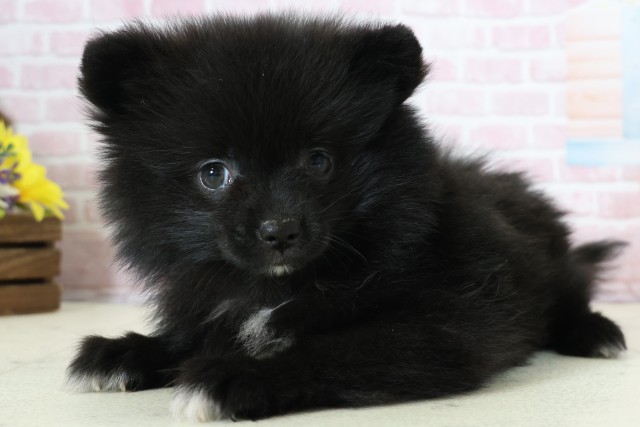 新潟県のポメラニアン (Coo&RIKU新潟西店/2025年12月12日生まれ/女の子/ブラックホワイト)の子犬の3枚目の画像