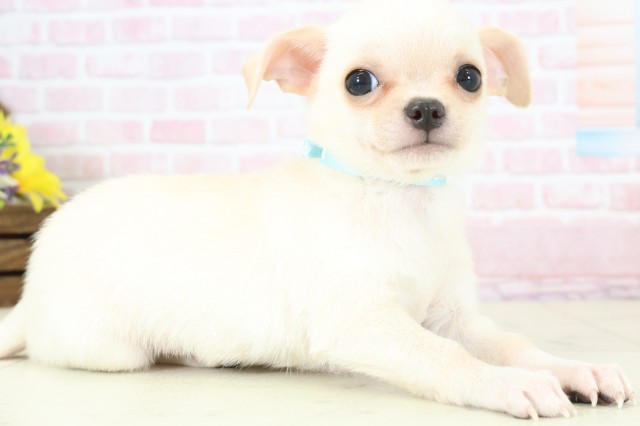 福岡県のチワワ(スムース) (Coo&RIKUフォレストシティ春日店/2025年12月12日生まれ/男の子/クリームホワイト)の子犬の2枚目の画像