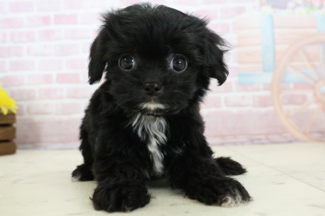 福岡県のチワプー/プーチー(チワワ×プードル) (Coo&RIKU小倉店/2025年12月12日生まれ/男の子/ブラックホワイト)の子犬の1枚目の画像