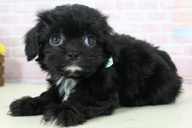 福岡県のチワプー/プーチー(チワワ×プードル) (Coo&RIKU小倉店/2025年12月12日生まれ/男の子/ブラックホワイト)の子犬の3枚目の画像