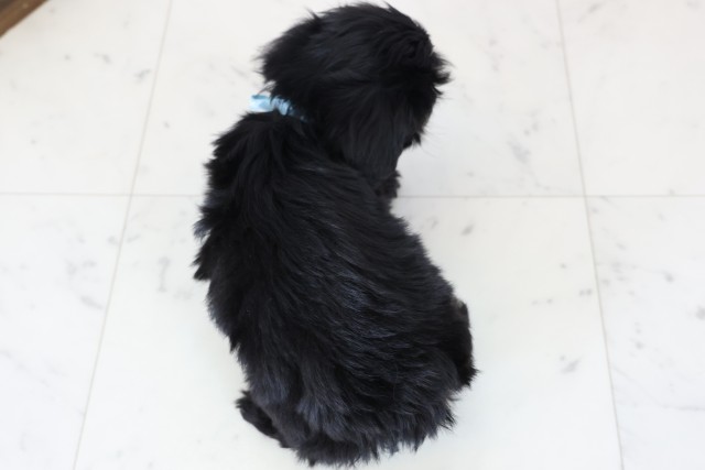 福岡県のチワプー/プーチー(チワワ×プードル) (Coo&RIKU小倉店/2025年12月12日生まれ/男の子/ブラックホワイト)の子犬の4枚目の画像