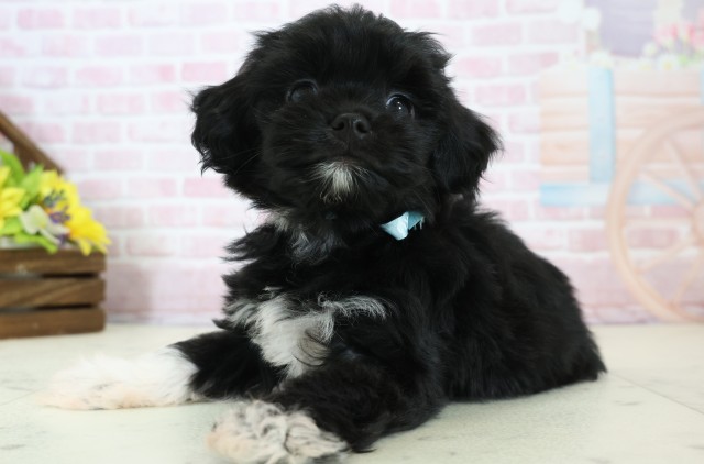 新潟県のチワプー/プーチー(チワワ×プードル) (Coo&RIKUイオンモール新発田店/2025年12月12日生まれ/男の子/ブラックホワイト)の子犬の3枚目の画像