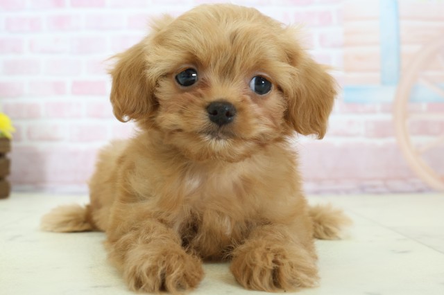 福岡県のチワプー/プーチー(チワワ×プードル) (Coo&RIKUゆめタウン飯塚店/2025年12月12日生まれ/女の子/レッドホワイト)の子犬の1枚目の画像