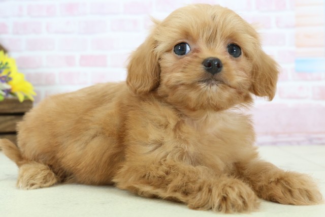 福岡県のチワプー/プーチー(チワワ×プードル) (Coo&RIKUゆめタウン飯塚店/2025年12月12日生まれ/女の子/レッドホワイト)の子犬の2枚目の画像