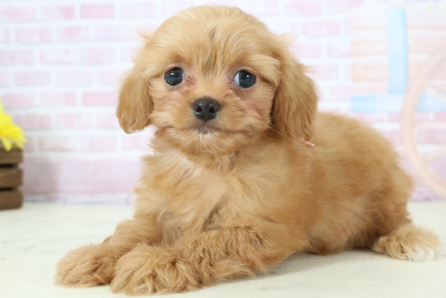 福岡県のチワプー/プーチー(チワワ×プードル) (Coo&RIKUゆめタウン飯塚店/2025年12月12日生まれ/女の子/レッドホワイト)の子犬の3枚目の画像