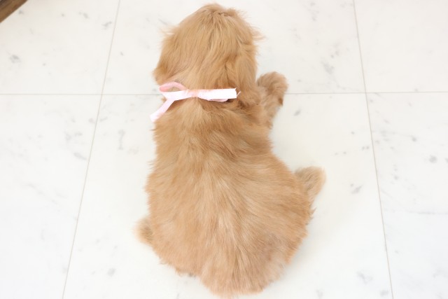 福岡県のチワプー/プーチー(チワワ×プードル) (Coo&RIKUゆめタウン飯塚店/2025年12月12日生まれ/女の子/レッドホワイト)の子犬の4枚目の画像