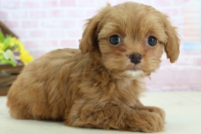 熊本県のチワプー/プーチー(チワワ×プードル) (Coo&RIKUイオンモール宇城店/2025年12月12日生まれ/女の子/レッドホワイト)の子犬の2枚目の画像