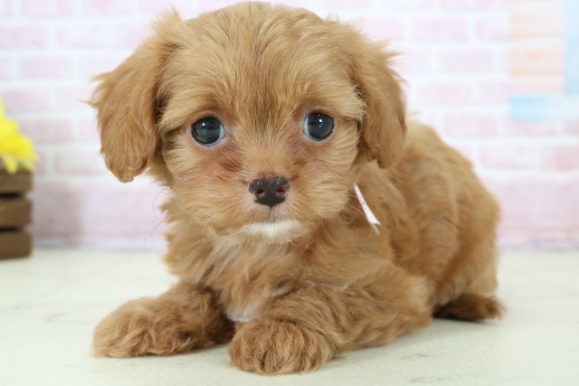 熊本県のチワプー/プーチー(チワワ×プードル) (Coo&RIKUイオンモール宇城店/2025年12月12日生まれ/女の子/レッドホワイト)の子犬の3枚目の画像