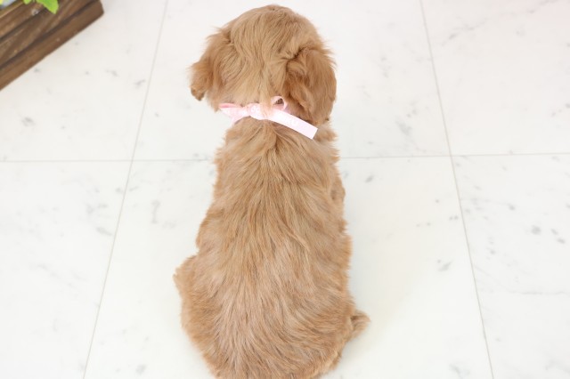 熊本県のチワプー/プーチー(チワワ×プードル) (Coo&RIKUイオンモール宇城店/2025年12月12日生まれ/女の子/レッドホワイト)の子犬の4枚目の画像