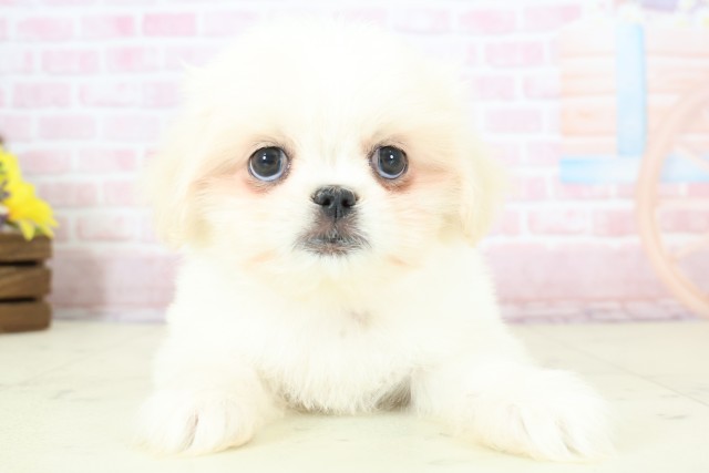 新潟県のペキマル/マルペキ(ペキニーズ×マルチーズ) (Coo&RIKUイオンモール新発田店/2025年12月12日生まれ/女の子/クリームホワイト)の子犬の1枚目の画像