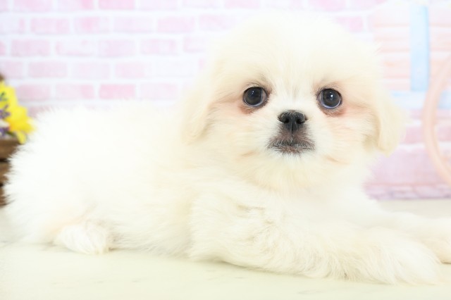 新潟県のペキマル/マルペキ(ペキニーズ×マルチーズ) (Coo&RIKUイオンモール新発田店/2025年12月12日生まれ/女の子/クリームホワイト)の子犬の2枚目の画像