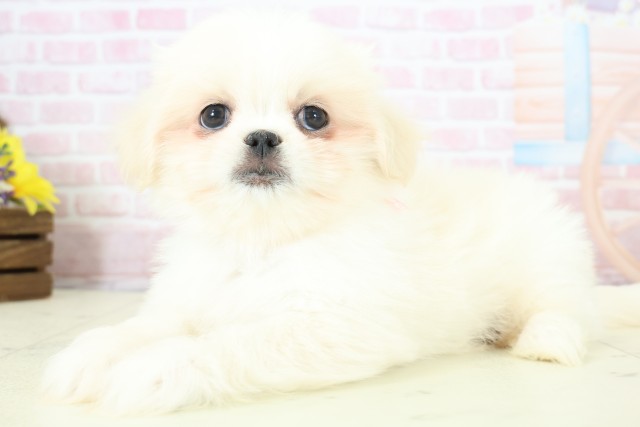 新潟県のペキマル/マルペキ(ペキニーズ×マルチーズ) (Coo&RIKUイオンモール新発田店/2025年12月12日生まれ/女の子/クリームホワイト)の子犬の3枚目の画像