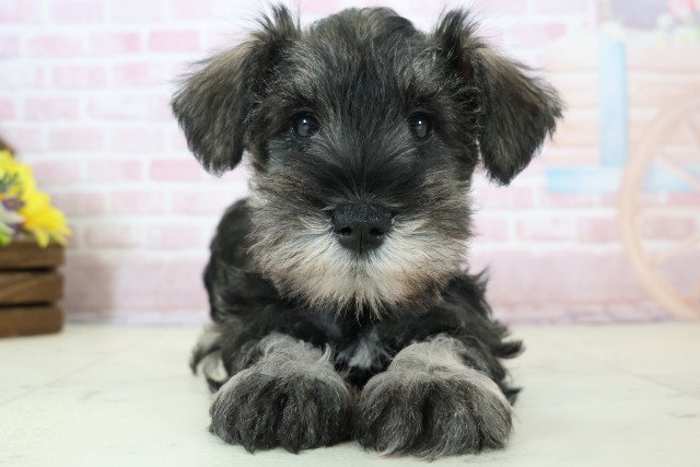千葉県のミニチュアシュナウザー (Coo&RIKU市原店/2025年12月12日生まれ/男の子/ソルトペッパー)の子犬の1枚目の画像