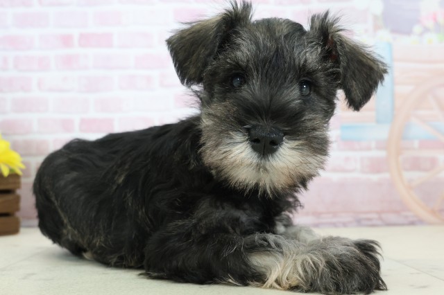 千葉県のミニチュアシュナウザー (Coo&RIKU市原店/2025年12月12日生まれ/男の子/ソルトペッパー)の子犬の2枚目の画像