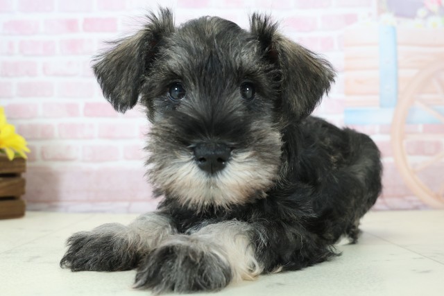 千葉県のミニチュアシュナウザー (Coo&RIKU市原店/2025年12月12日生まれ/男の子/ソルトペッパー)の子犬の3枚目の画像