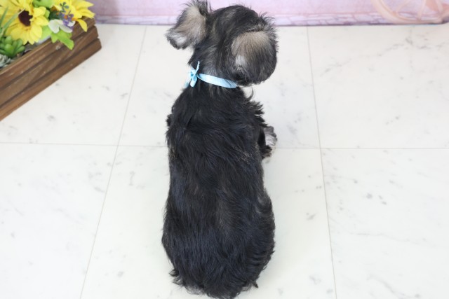 千葉県のミニチュアシュナウザー (Coo&RIKU市原店/2025年12月12日生まれ/男の子/ソルトペッパー)の子犬の4枚目の画像