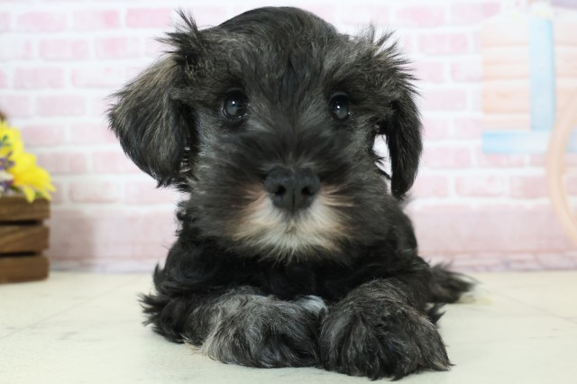 千葉県のミニチュアシュナウザー (Coo&RIKU若葉都賀店/2025年12月12日生まれ/女の子/ソルトペッパー)の子犬の1枚目の画像