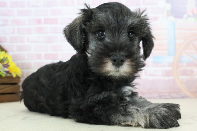 千葉県のミニチュアシュナウザー (Coo&RIKU若葉都賀店/2025年12月12日生まれ/女の子/ソルトペッパー)の子犬の2枚目の画像