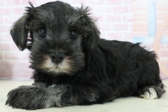 千葉県のミニチュアシュナウザー (Coo&RIKU若葉都賀店/2025年12月12日生まれ/女の子/ソルトペッパー)の子犬の3枚目の画像