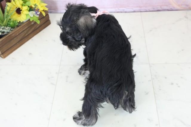 千葉県のミニチュアシュナウザー (Coo&RIKU若葉都賀店/2025年12月12日生まれ/女の子/ソルトペッパー)の子犬の4枚目の画像