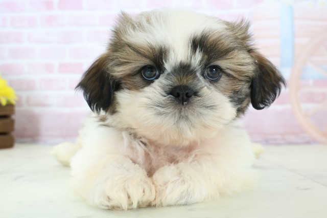 新潟県のシーズー (Coo&RIKU長岡店/2025年12月13日生まれ/男の子/ゴールドホワイト)の子犬