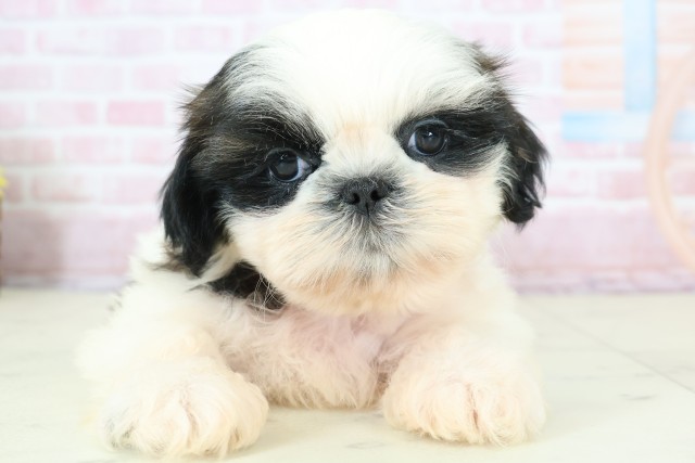 佐賀県のシーズー (Coo&RIKU佐賀神埼店/2025年12月13日生まれ/女の子/ゴールドホワイト)の子犬の1枚目の画像