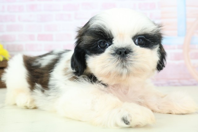 佐賀県のシーズー (Coo&RIKU佐賀神埼店/2025年12月13日生まれ/女の子/ゴールドホワイト)の子犬の2枚目の画像