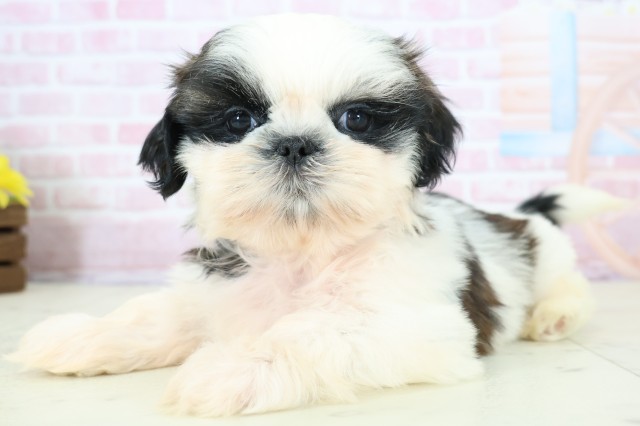 佐賀県のシーズー (Coo&RIKU佐賀神埼店/2025年12月13日生まれ/女の子/ゴールドホワイト)の子犬の3枚目の画像