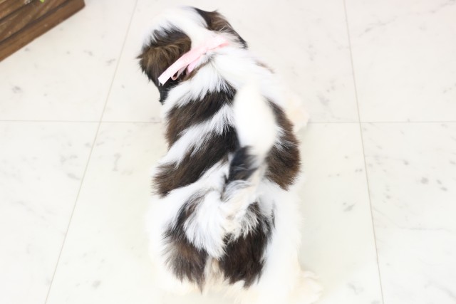 佐賀県のシーズー (Coo&RIKU佐賀神埼店/2025年12月13日生まれ/女の子/ゴールドホワイト)の子犬の4枚目の画像