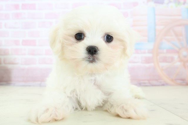 長野県のマルチーズ (Coo&RIKU綿半庄内店/2025年12月14日生まれ/男の子/ホワイト)の子犬の1枚目の画像