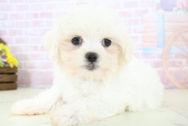 長野県のマルチーズ (Coo&RIKU綿半庄内店/2025年12月14日生まれ/男の子/ホワイト)の子犬の3枚目の画像