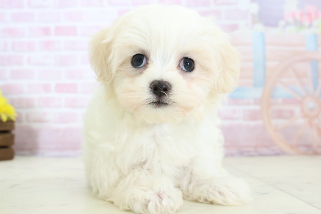 長野県のマルチーズ (Coo&RIKU綿半上田店/2025年12月14日生まれ/男の子/ホワイト)の子犬の1枚目の画像