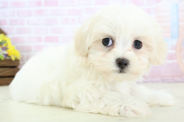 長野県のマルチーズ (Coo&RIKU綿半上田店/2025年12月14日生まれ/男の子/ホワイト)の子犬の2枚目の画像