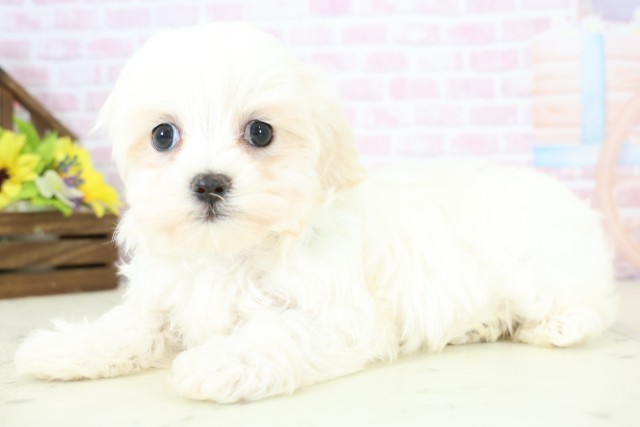 長野県のマルチーズ (Coo&RIKU綿半上田店/2025年12月14日生まれ/男の子/ホワイト)の子犬の3枚目の画像