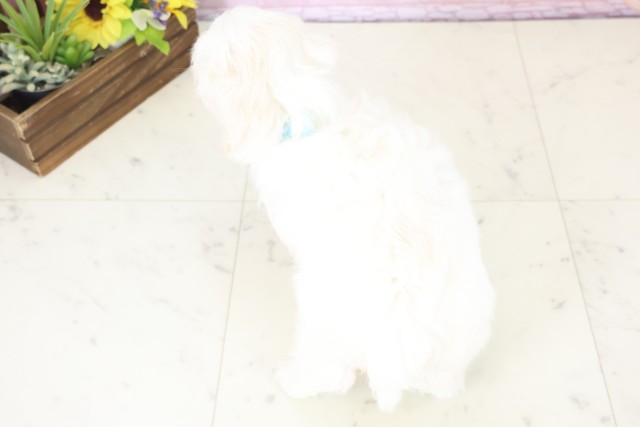 長野県のマルチーズ (Coo&RIKU綿半上田店/2025年12月14日生まれ/男の子/ホワイト)の子犬の4枚目の画像