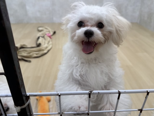 長野県のマルチーズ (Coo&RIKU綿半上田店/2025年12月14日生まれ/男の子/ホワイト)の子犬の4枚目の画像