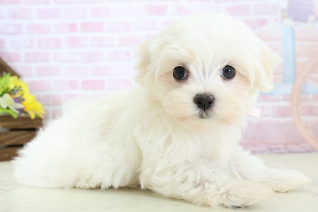 石川県のマルチーズ (Coo&RIKU金沢店/2025年12月14日生まれ/女の子/ホワイト)の子犬の2枚目の画像