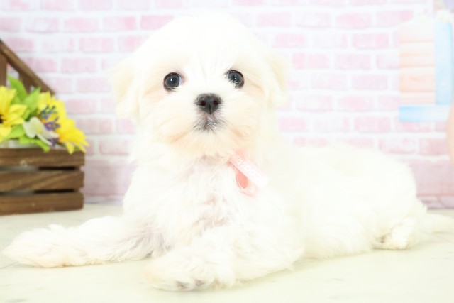 石川県のマルチーズ (Coo&RIKU金沢店/2025年12月14日生まれ/女の子/ホワイト)の子犬の3枚目の画像