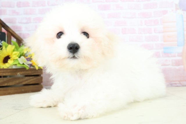 富山県のビションフリーゼ (Coo&RIKU富山店/2025年11月18日生まれ/男の子/ホワイト)の子犬の3枚目の画像