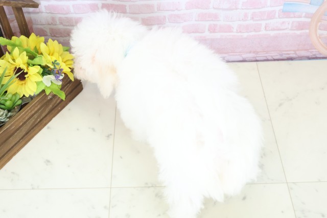 富山県のビションフリーゼ (Coo&RIKU富山店/2025年11月18日生まれ/男の子/ホワイト)の子犬の4枚目の画像