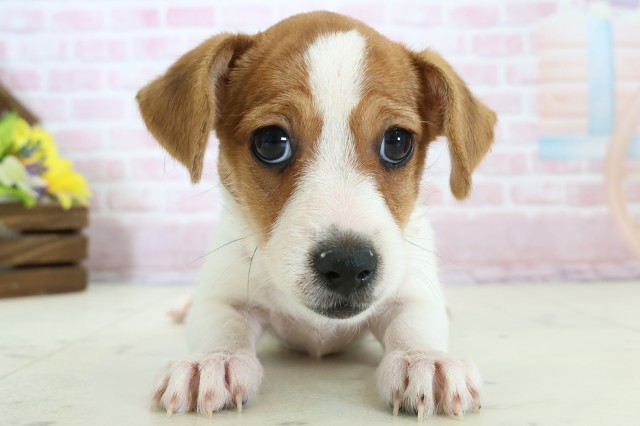 富山県のジャックラッセルテリア (Coo&RIKU富山店/2025年11月19日生まれ/女の子/ホワイトタン)の子犬