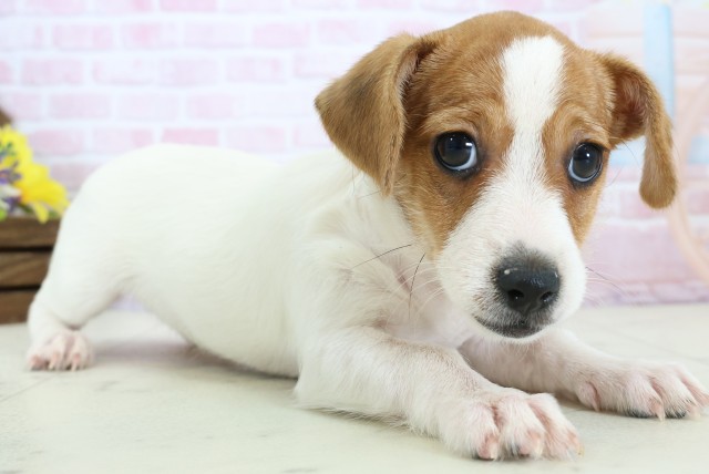 富山県のジャックラッセルテリア (Coo&RIKU富山店/2025年11月19日生まれ/女の子/ホワイトタン)の子犬の2枚目の画像