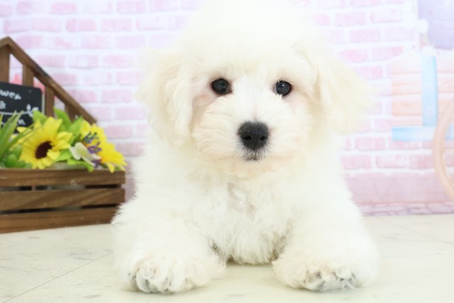 新潟県のビションフリーゼ (Coo&RIKU上越店/2025年11月20日生まれ/男の子/ホワイト)の子犬の1枚目の画像