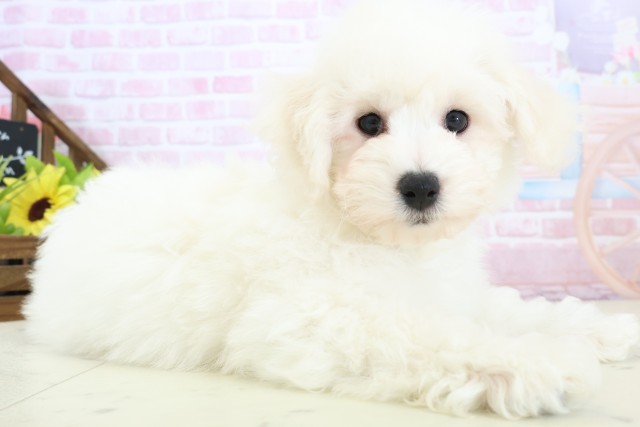 新潟県のビションフリーゼ (Coo&RIKU上越店/2025年11月20日生まれ/男の子/ホワイト)の子犬の2枚目の画像