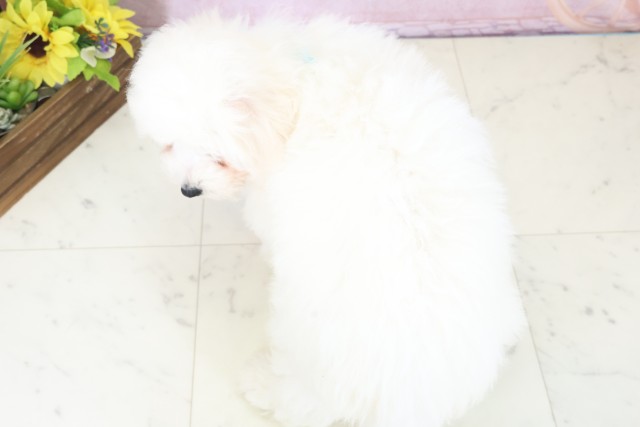 新潟県のビションフリーゼ (Coo&RIKU上越店/2025年11月20日生まれ/男の子/ホワイト)の子犬の4枚目の画像