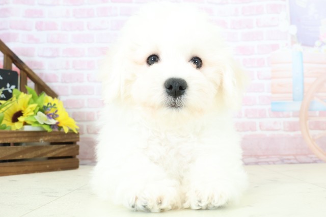 長野県のビションフリーゼ (Coo&RIKU長野店/2025年11月20日生まれ/男の子/ホワイト)の子犬の1枚目の画像