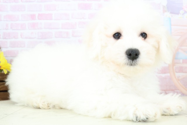 長野県のビションフリーゼ (Coo&RIKU長野店/2025年11月20日生まれ/男の子/ホワイト)の子犬の2枚目の画像